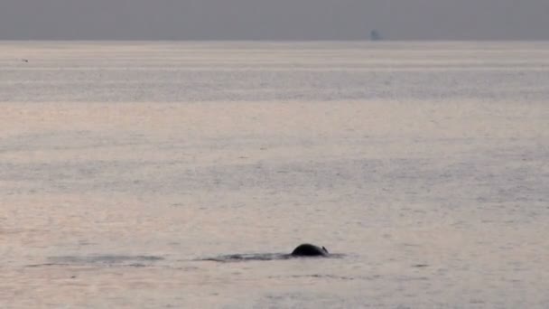 Balene in Antartide - Penisola Antartica - Arcipelago Palmer - Riscaldamento Globale — Video Stock