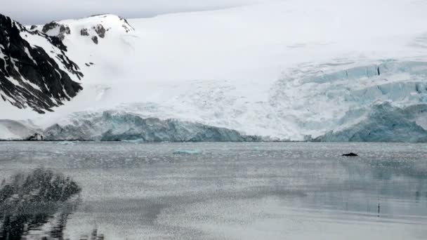 King George Island - Küste der Antarktis mit Eisformationen — Stockvideo