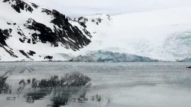 King George Island - Küste der Antarktis mit Eisformationen — Stockvideo