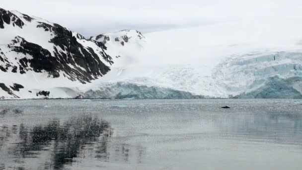 Isla King George - Costa de la Antártida con formaciones de hielo — Vídeo de stock