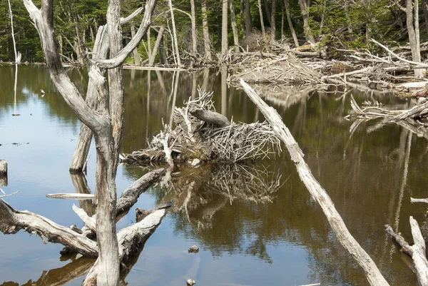 Sauver les forêts — Photo