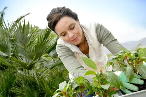 Middle-aged woman gardening — Stock Photo, Image