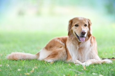  Golden retriever köpek park