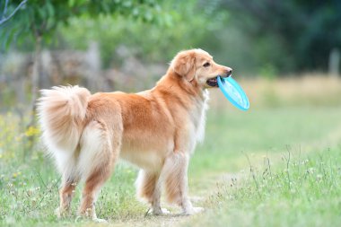 Oynayan golden Retriever köpek