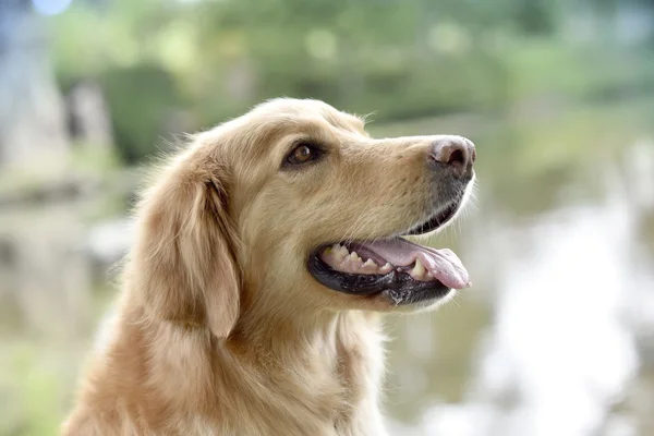 Golden Retriever Hund — Stockfoto