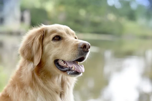 Golden retriever cão — Fotografia de Stock