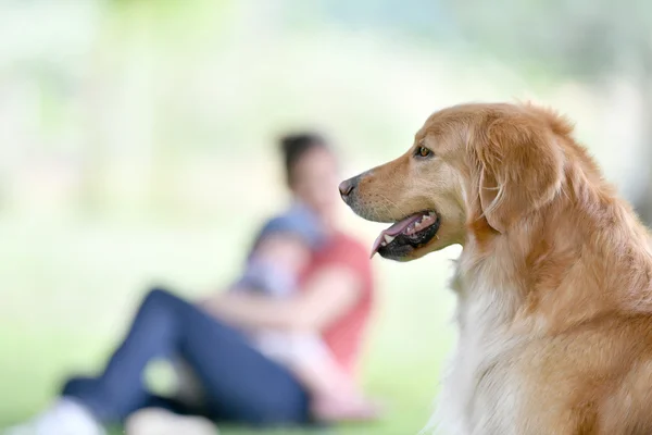 Golden retriever hond in park — Stockfoto