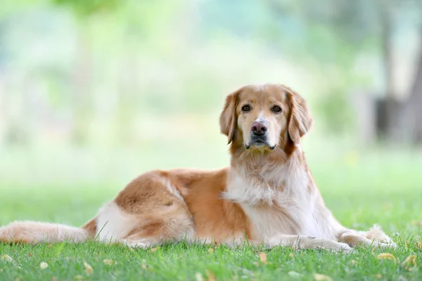 Golden Retriever Hund im Park — Stockfoto