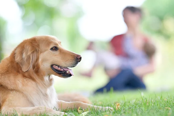 Golden retriever σκύλου στο πάρκο — Φωτογραφία Αρχείου