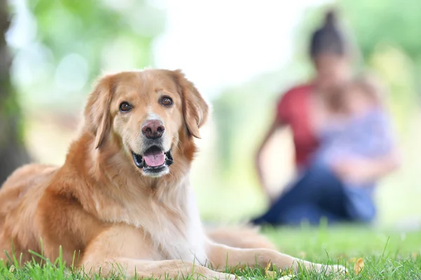 Golden retriever cão no parque — Fotografia de Stock