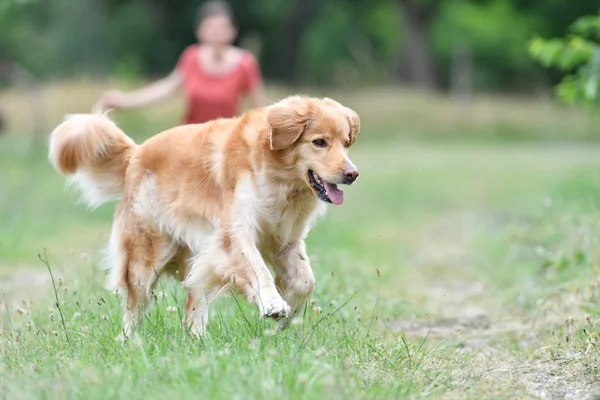 Golden Retriever Hund spielt — Stockfoto