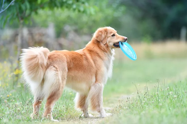 Golden Retriever Hund spielt — Stockfoto