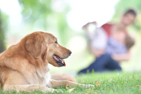 Perro golden retriever en el parque Fotos de stock libres de derechos