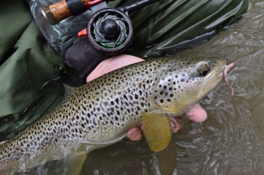 Sinek balıkçı fario alabalık tutan 