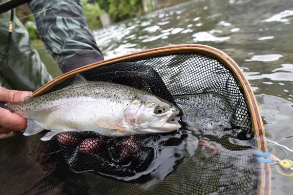 Truite arc-en-ciel capturée dans la rivière — Photo