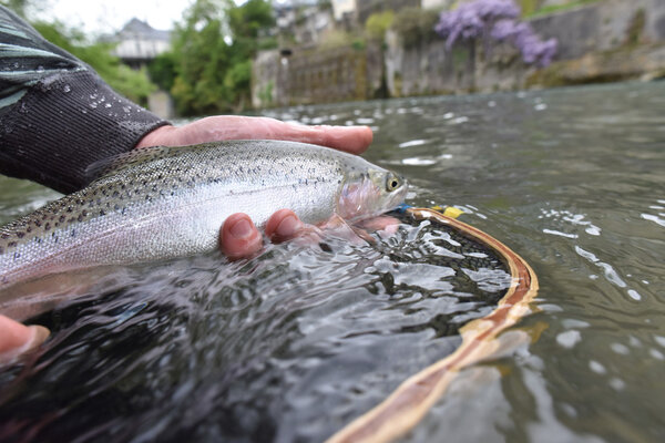 rainbow trout caught in river