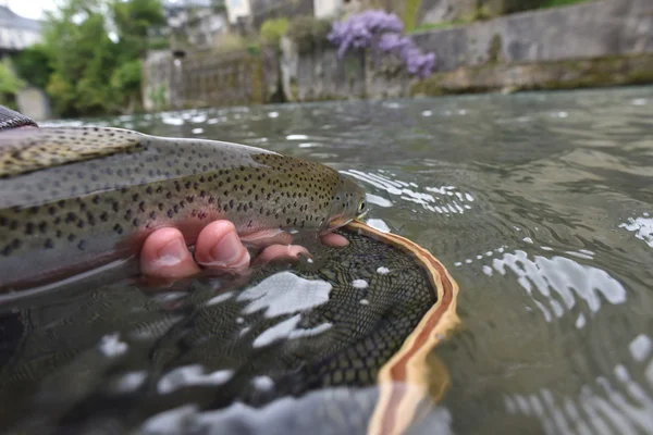 Regnbåge fångats i floden — Stockfoto
