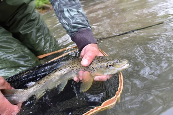 Trucha de fario capturada por el pescador — Foto de Stock