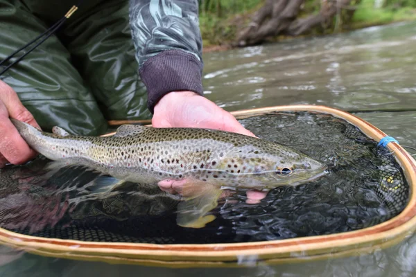 Fario trout caught by fisherman — Stock Photo, Image