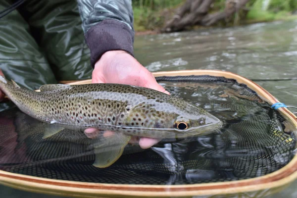 Fario trout caught by fisherman — стоковое фото