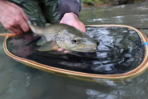 Truite fario capturée par le pêcheur — Photo