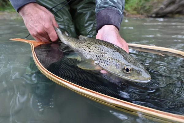 Truta fario capturada pelo pescador — Fotografia de Stock