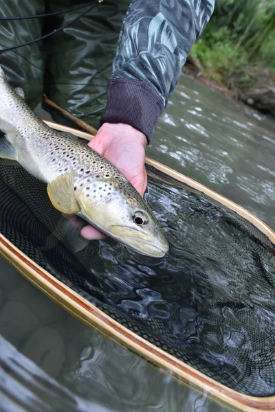 Trucha de fario capturada por el pescador — Foto de Stock