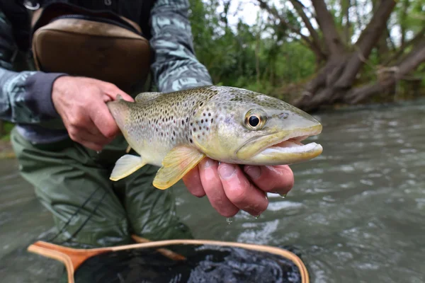 Truta fario capturada pelo pescador — Fotografia de Stock