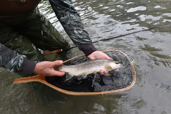 Truta fario capturada pelo pescador — Fotografia de Stock