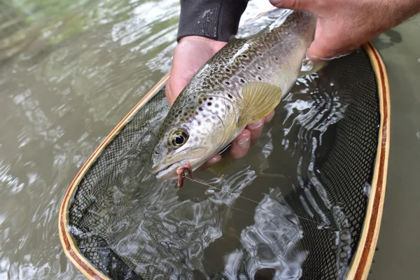 Truite fario capturée par le pêcheur — Photo