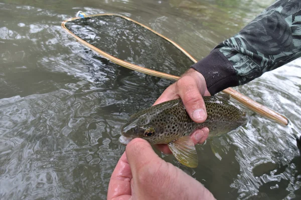 Truta capturada pelo pescador-mosca — Fotografia de Stock