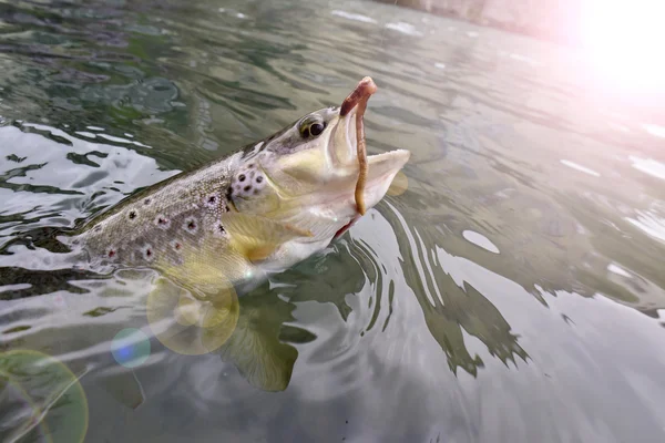 Brown trout caught by fly-fisherman — Stock Photo, Image
