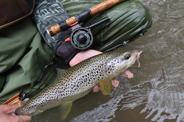 Pescatore a mosca con trota fario — Foto Stock