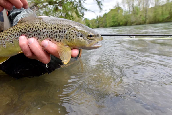 Fly rybář drží fario pstruh — Stock fotografie