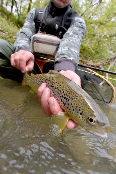 Vlieg-fisherman holding fario forel — Stockfoto