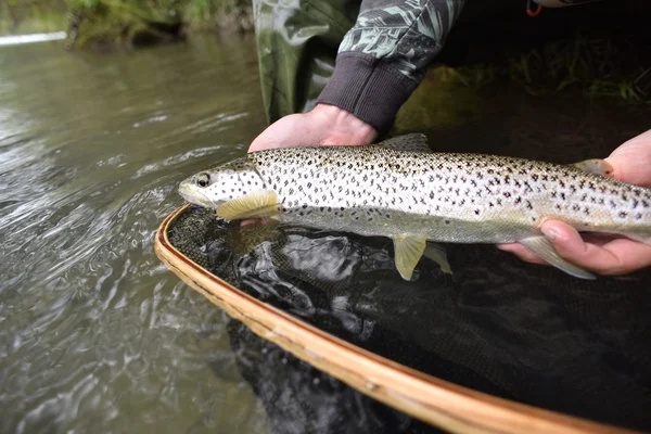 Vlieg-fisherman holding fario forel — Stockfoto