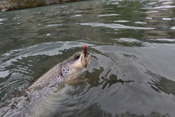 Truta castanha capturada pelo pescador-mosca Imagem De Stock