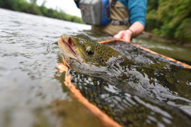  tarafından FlYFiShErMaN yakalanma alabalık