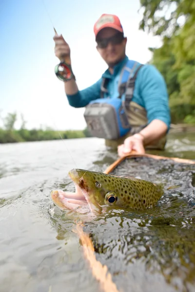 Forellen gevangen door flyfisherman — Stockfoto