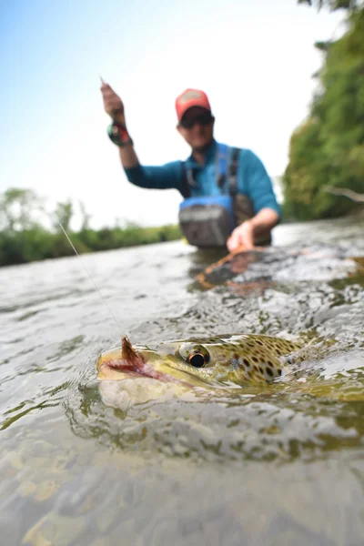 Bruine forel gevangen — Stockfoto