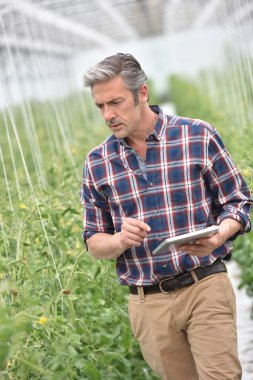 Çiftçi domates bitkilerini kontrol ediyor 