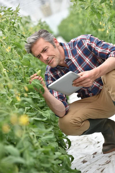 Farmář kontroluje rajčata — Stock fotografie