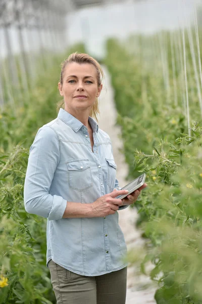 Жінка перевіряє помідори — стокове фото