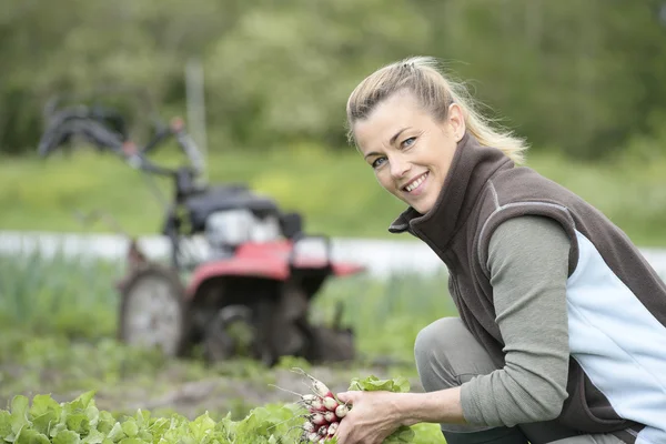 Женщина в поле собирает овощи — стоковое фото