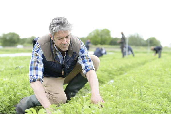 Landwirt kontrolliert Rettichernte — Stockfoto