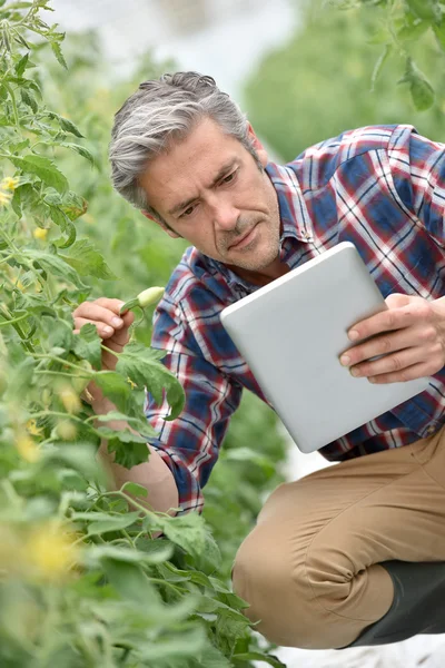 Farmer checking tomato plants — Stock Photo, Image