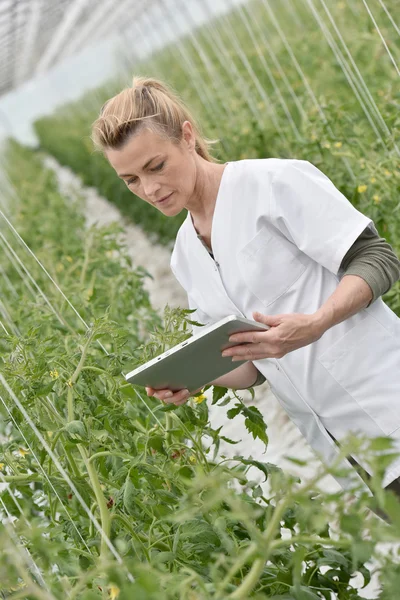 Agronomista analisando plantas — Fotografia de Stock