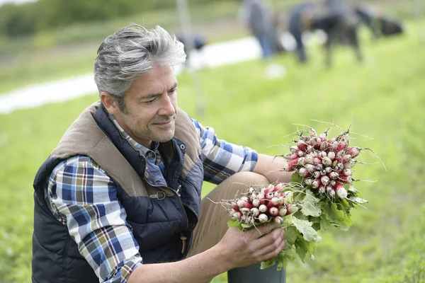 Famer collecting vegetables — Stock Photo, Image