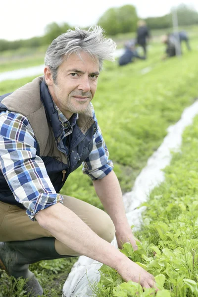 Agricultor que verifica a colheita de rabanete — Fotografia de Stock