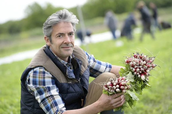 Famer samlande grönsaker — Stockfoto